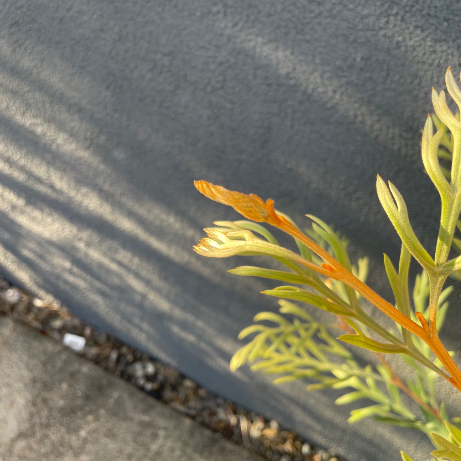 グレビ ドーンパープル 5号 オージープランツ