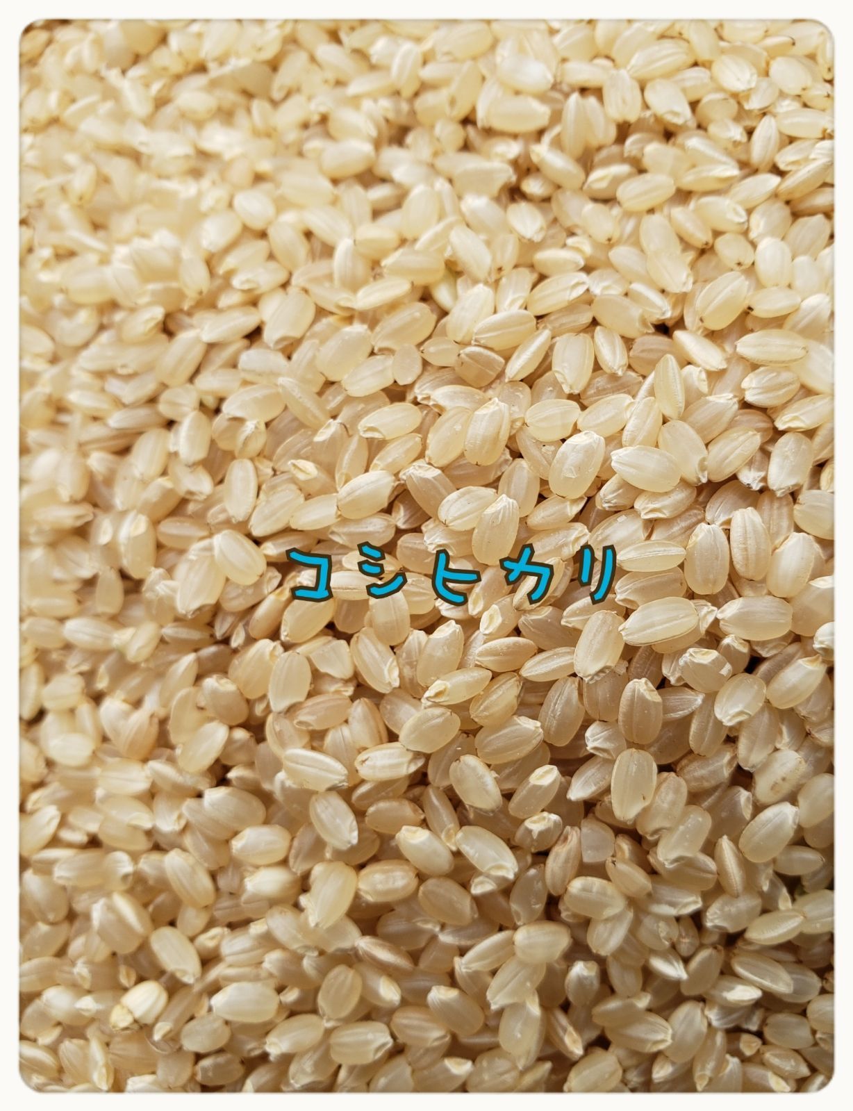 お米 30キロ コシヒカリ 精米 白米