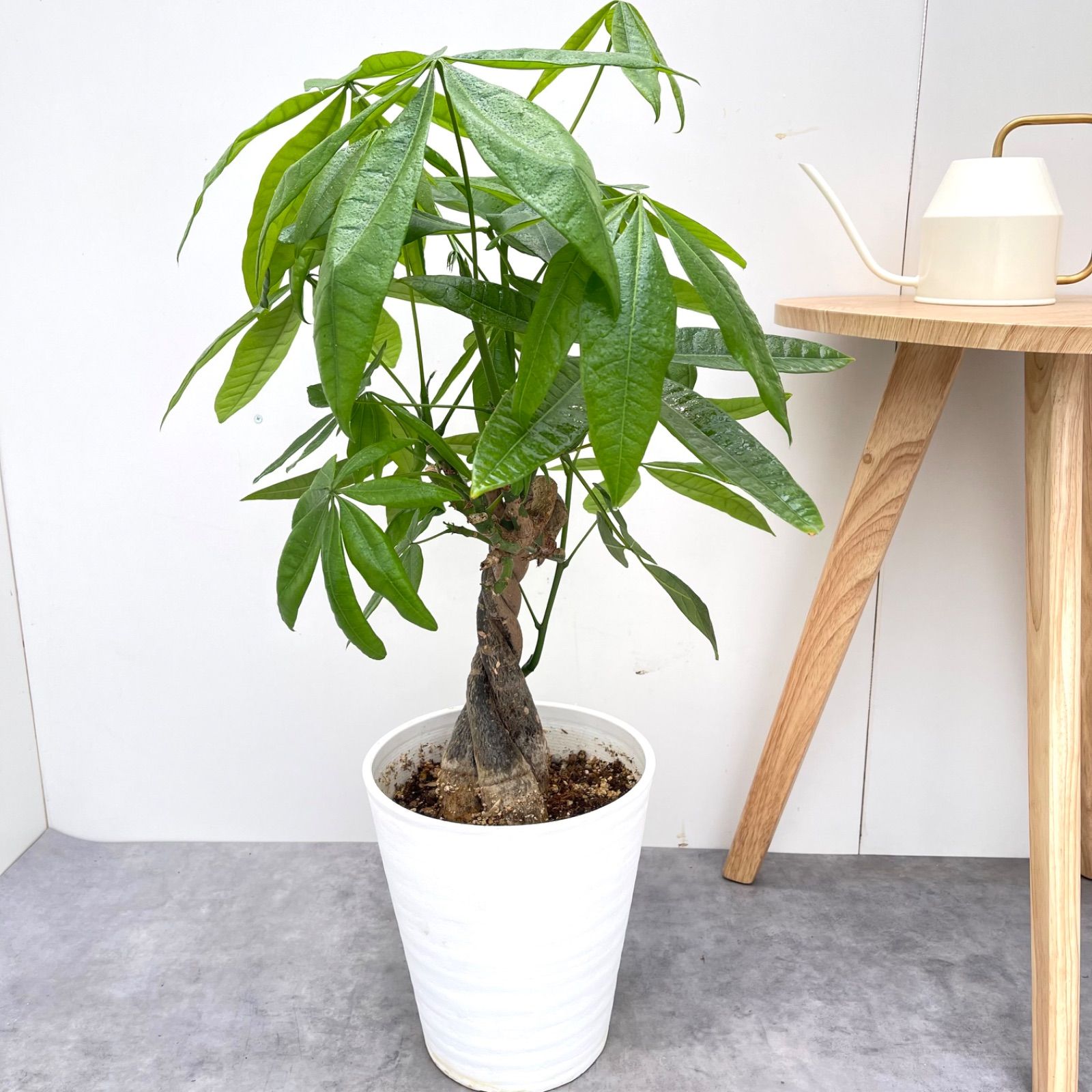 パキラ ねじり 6 現品 観葉植物 室内 大型
