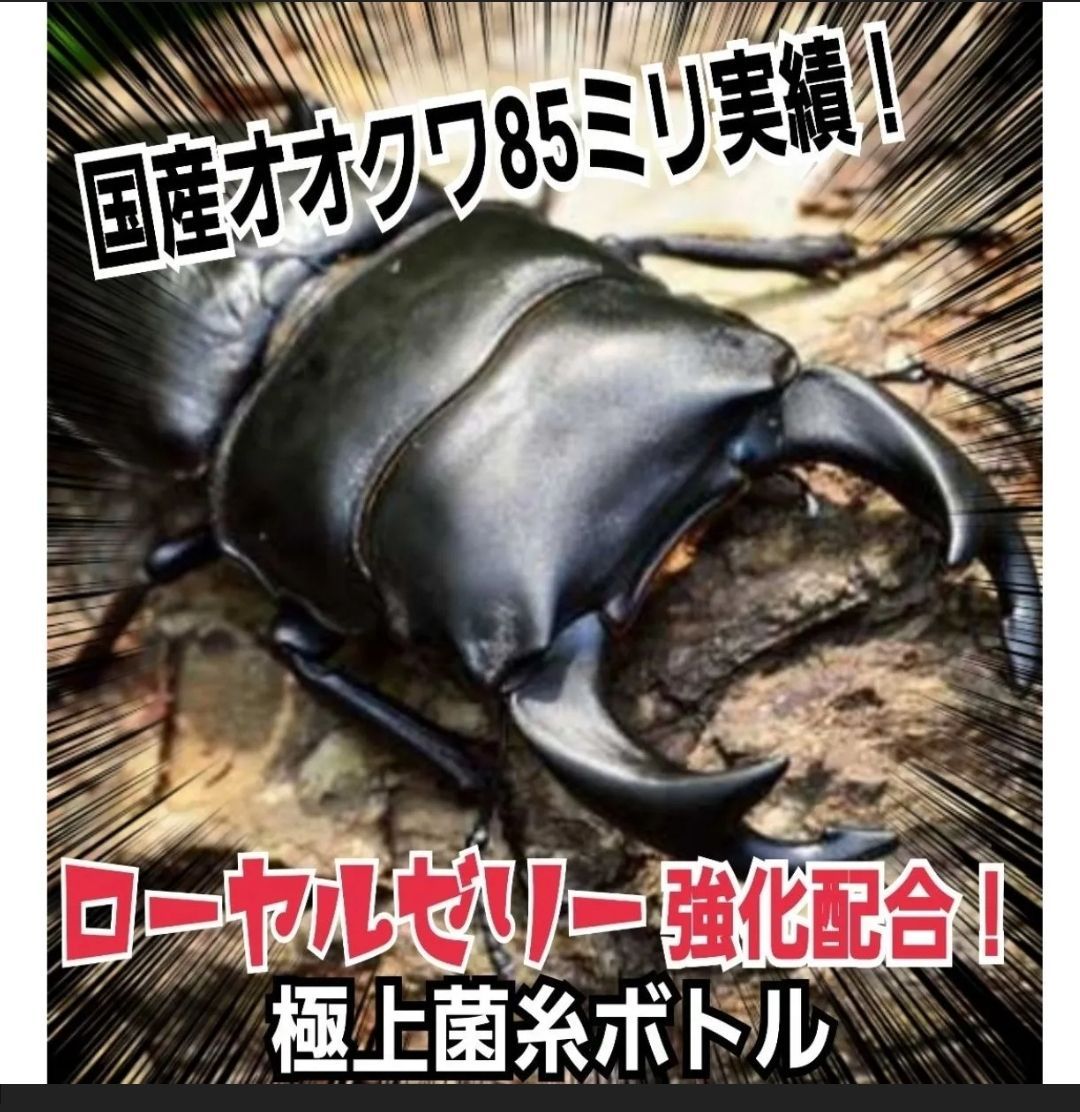 極上！ヒマラヤひらたけ菌糸瓶 特大1500ml 【5本セット】トレハロース