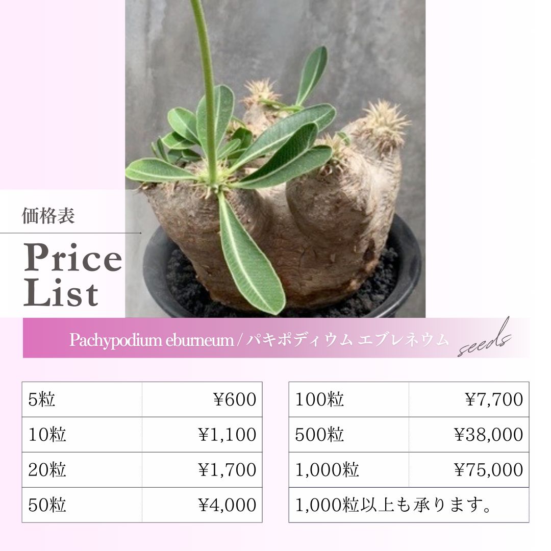 種子】パキポディウム エブレネウム /セット割あり 数量5粒から