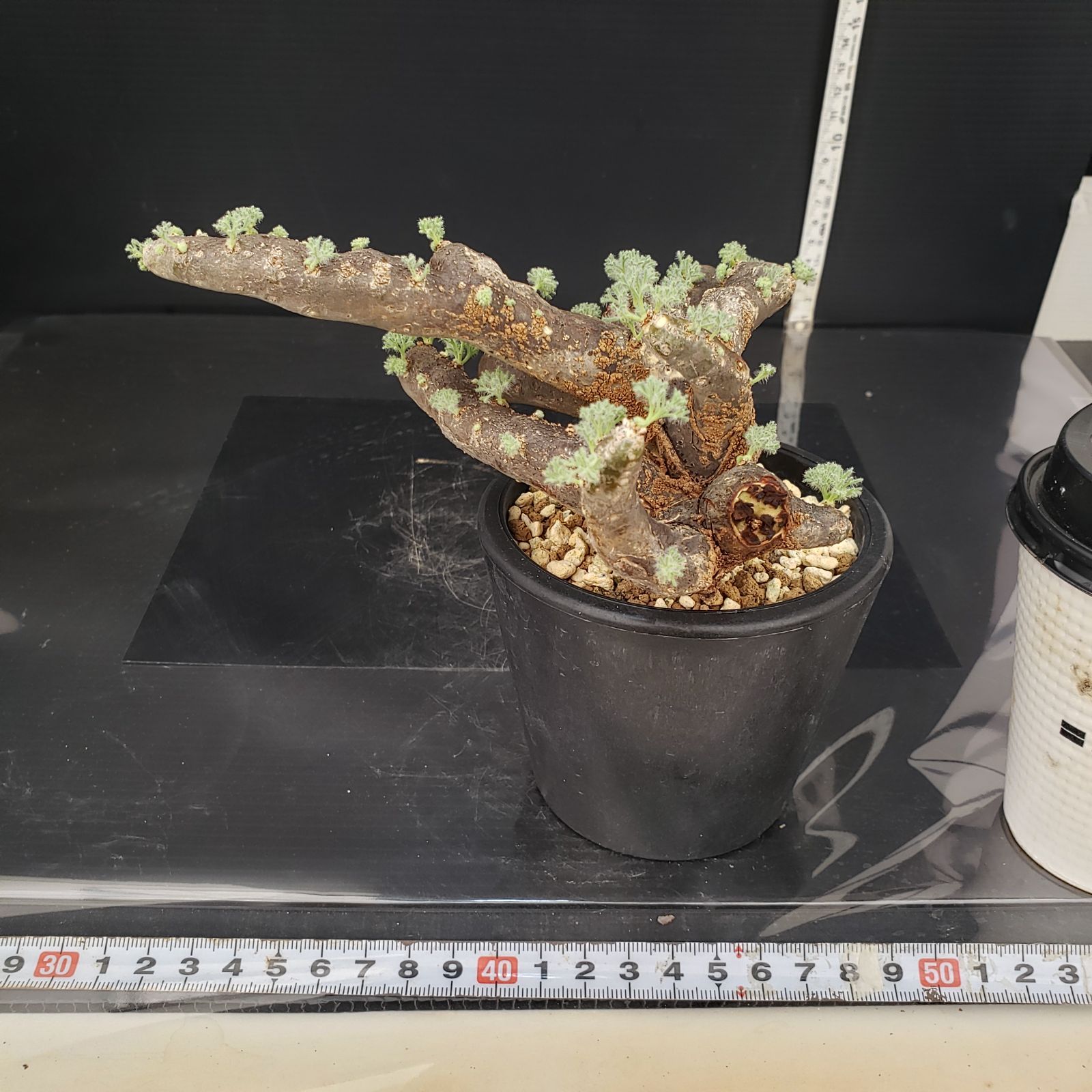 モンソニア ムルチフィダxペニクリナム 実生セット この塊根植物