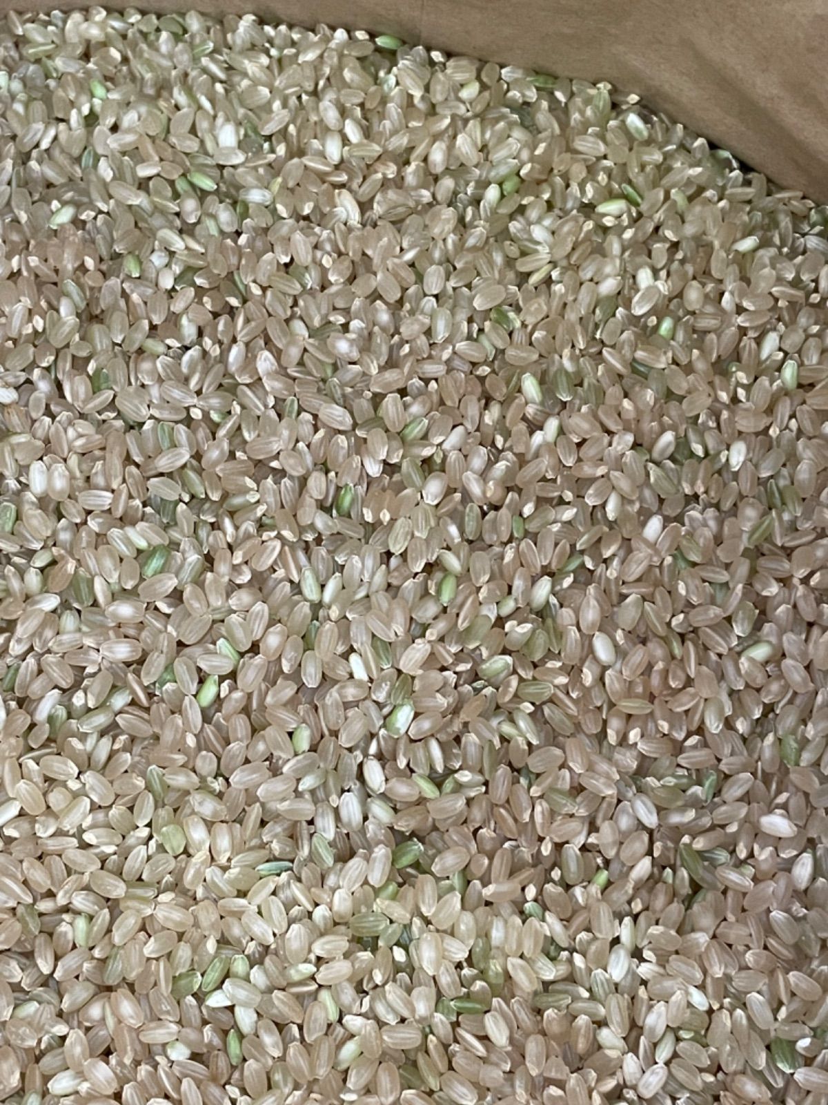 新米】令和7年産 大分県産コシヒカリ玄米 28kg - メルカリ
