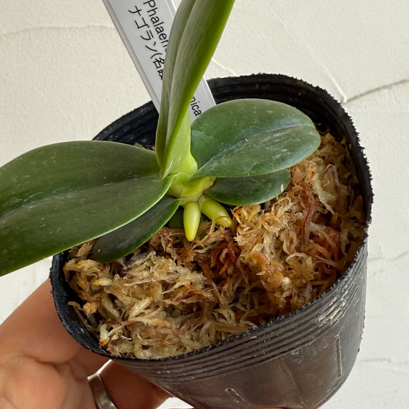 着生ラン】ナゴラン（名護蘭） 2.5号 水苔植え タグ付き - メルカリ