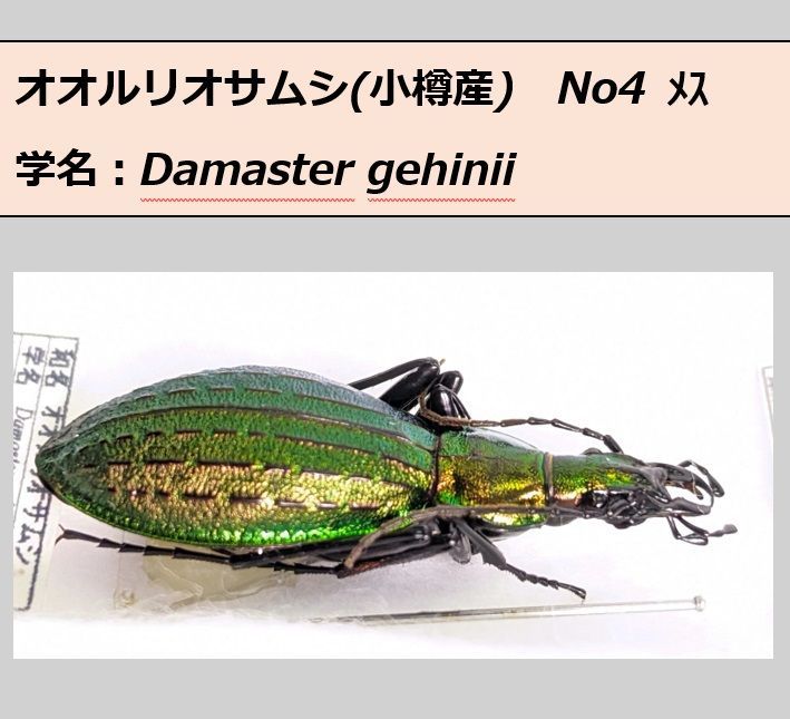 オオルリオサムシ ♂♀ ペア標本 小樽産 N04 - メルカリ