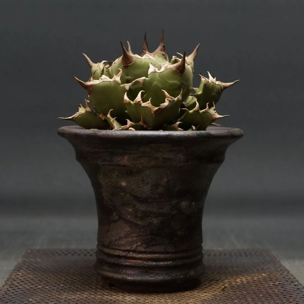 大株】アガベ フェロックス ブラック ナッツ アガベ 大株 サルミ