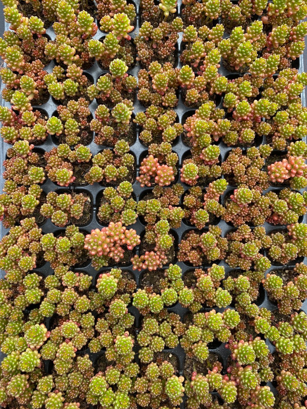 新入荷 土付き レッドベリー QS6×105苗 多肉植物 詰め合わせ エケベリア 韓国苗 YUZUMIYA_COM