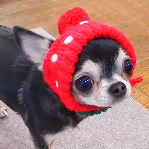 いち様❤️秋冬お洋服♡お帽子♡ハンドメイド犬服♡ Amazon | ZUNEA 犬服 春 夏 ワンピース 小型犬 お姫様 ドレス