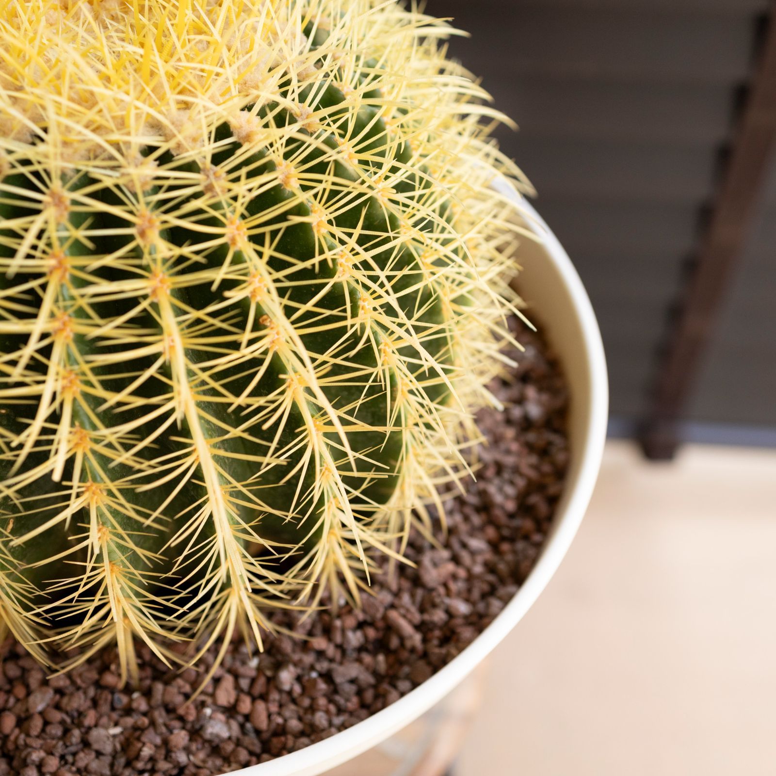 発根済】36cm 金鯱 サボテン 特大 12号 多肉植物 ドライガーデン