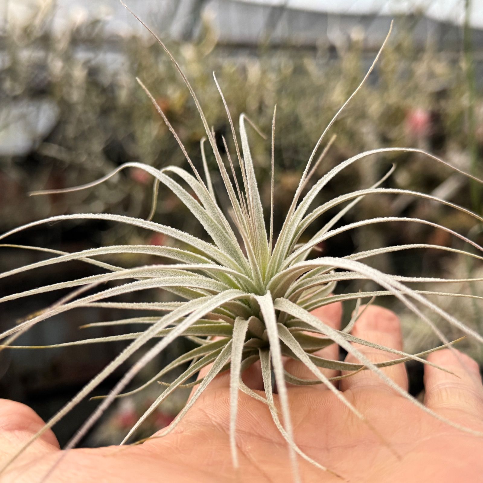 小＊チランジア チャペウエンシス Tillandsia ショップ chapeuensis
