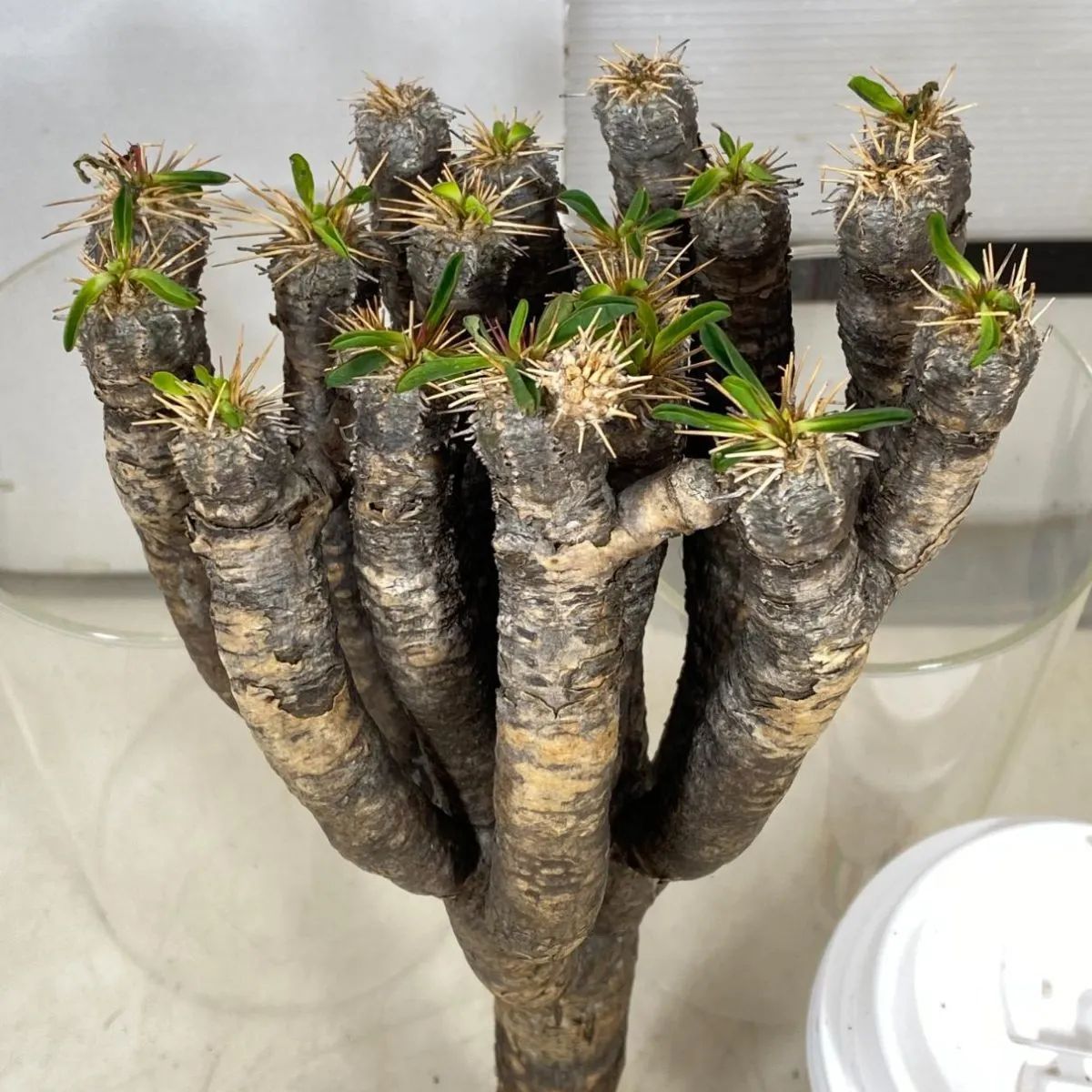 8057 「多肉植物」ユーフォルビア ギラウミニアナ 抜き苗【12/19最新到着・Euphorbia guillauminiana・マダガスカル・塊根 植物】 - メルカリ