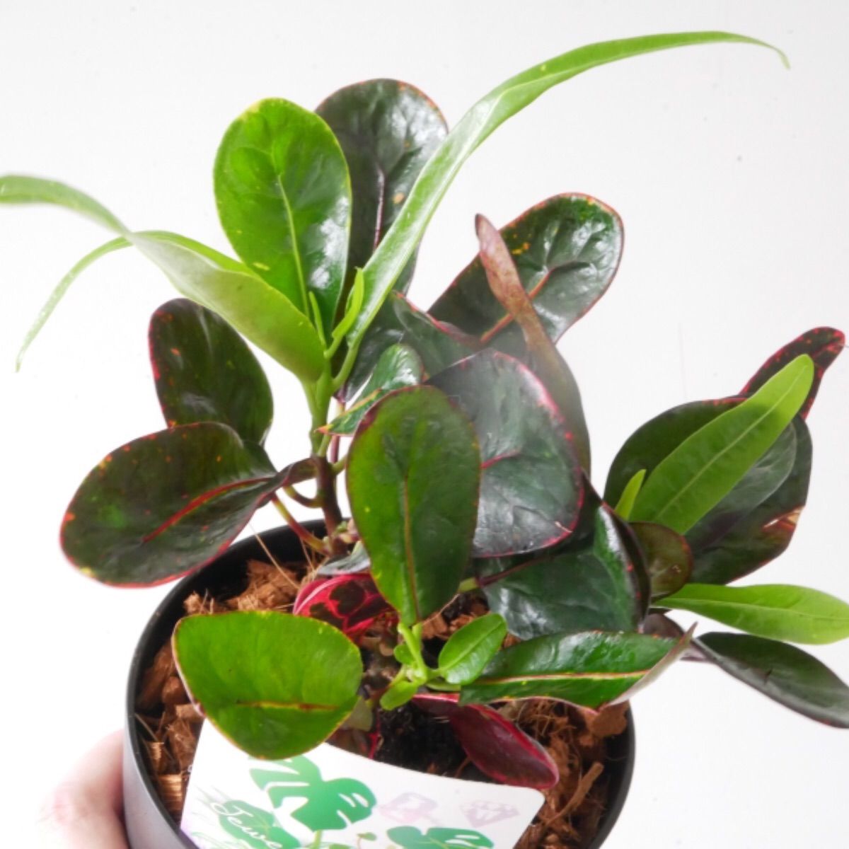 クロトン 丸葉 カラーリーフ 観葉植物 レア 希少