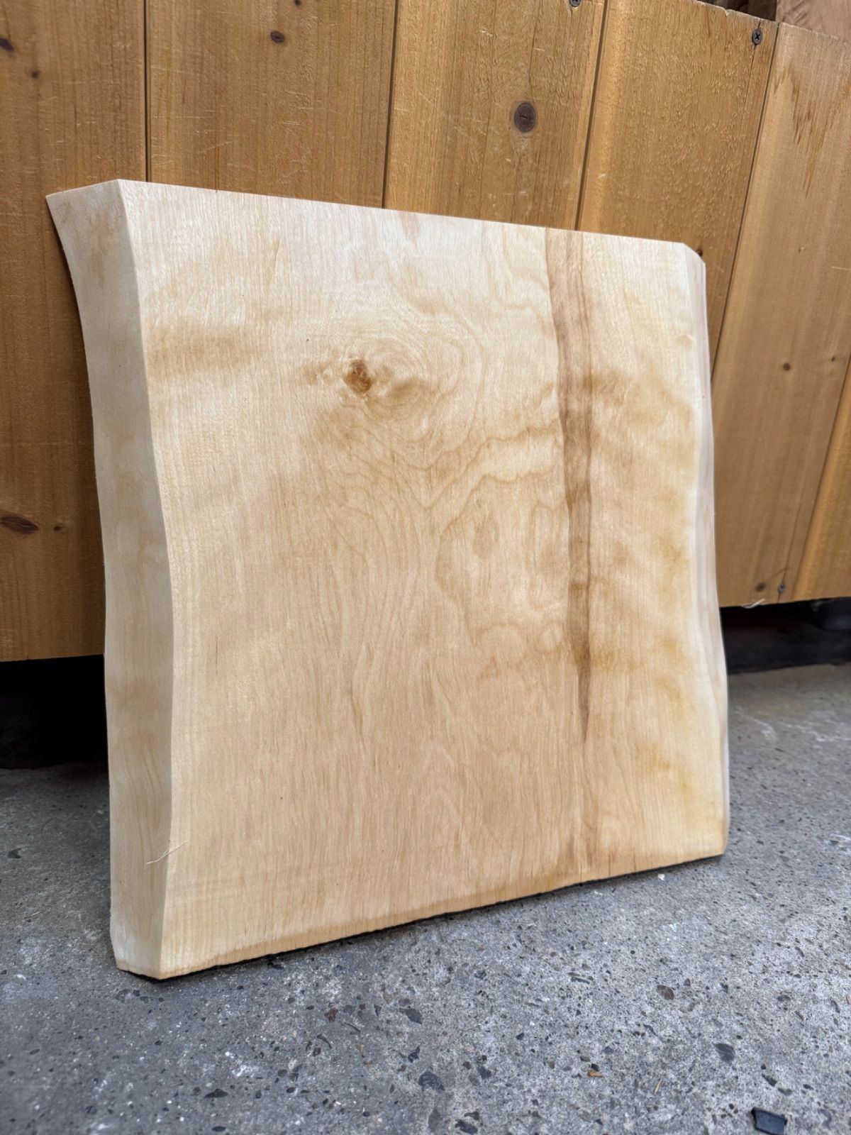 直接引取■巨大な葉のモンステラ・デリシオーサ/葉 60cm/観葉植物/190cm 直接引取□巨大な葉のモンステラ・デリシオーサ/葉 60cm/観葉植物/190cm