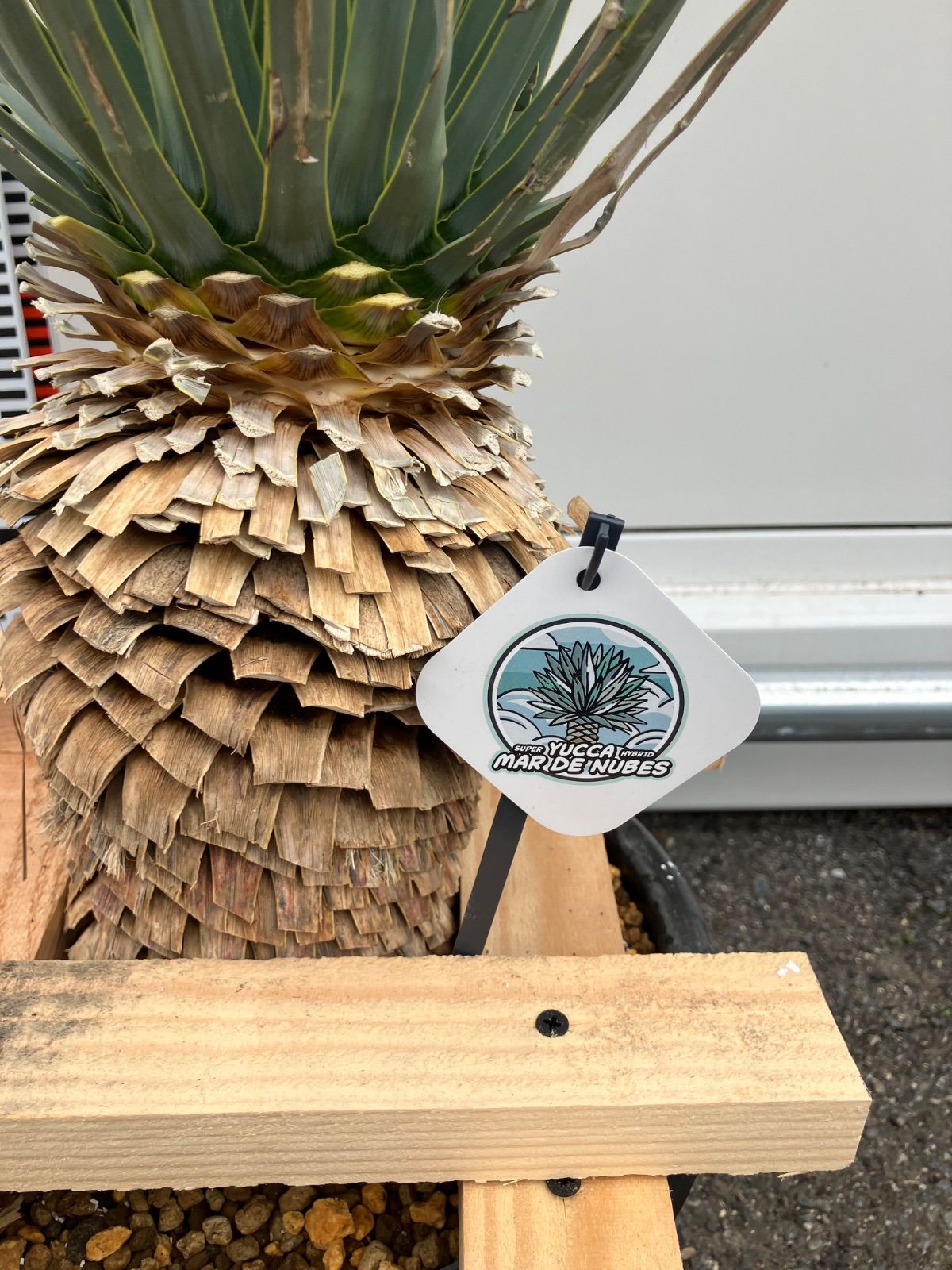 ユッカ マルデヌベス ロストラータ - メルカリ