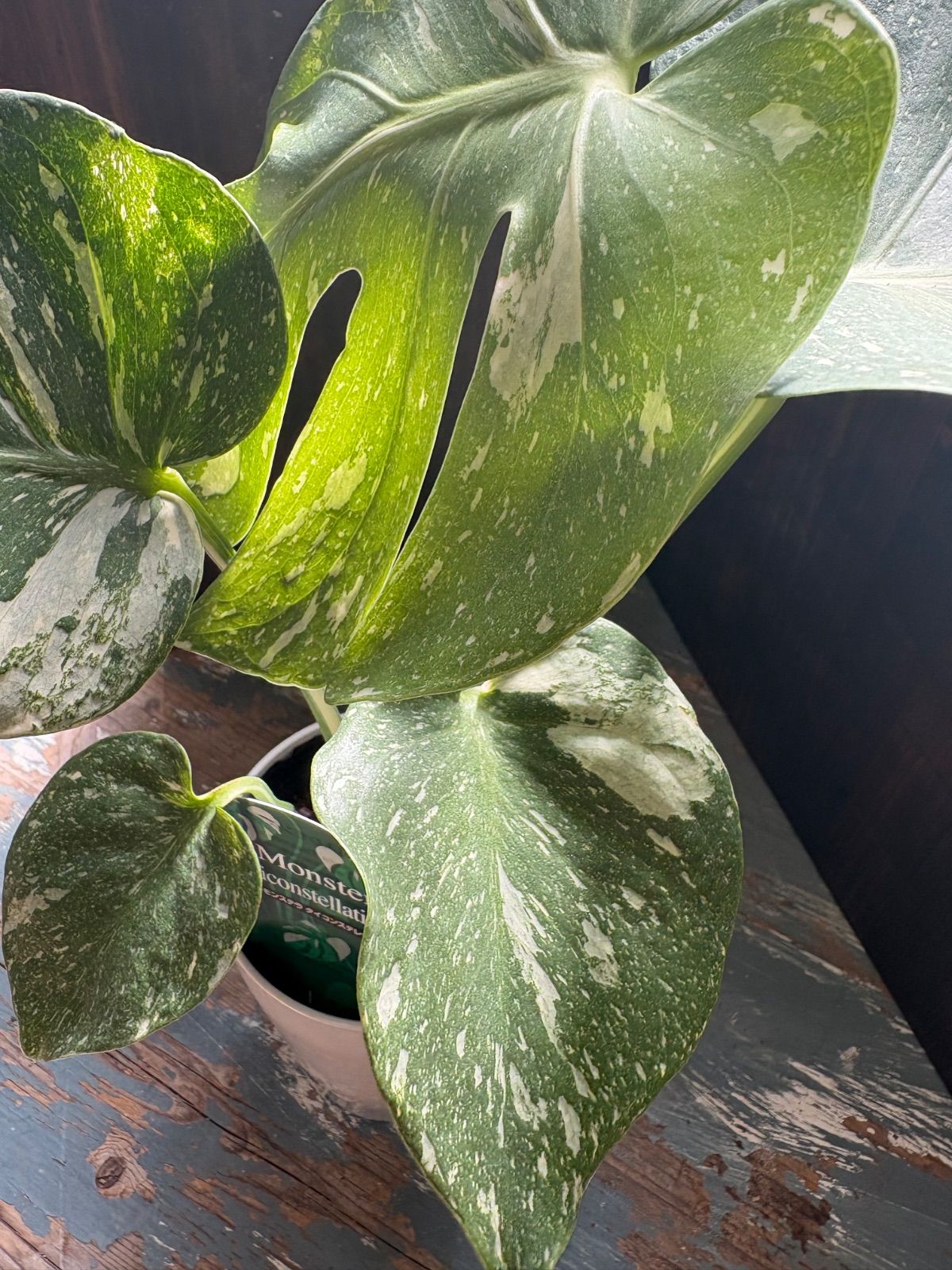 希少 モンステラ 斑入り 希少 斑入り モンステラ デリシオーサ 艶姿