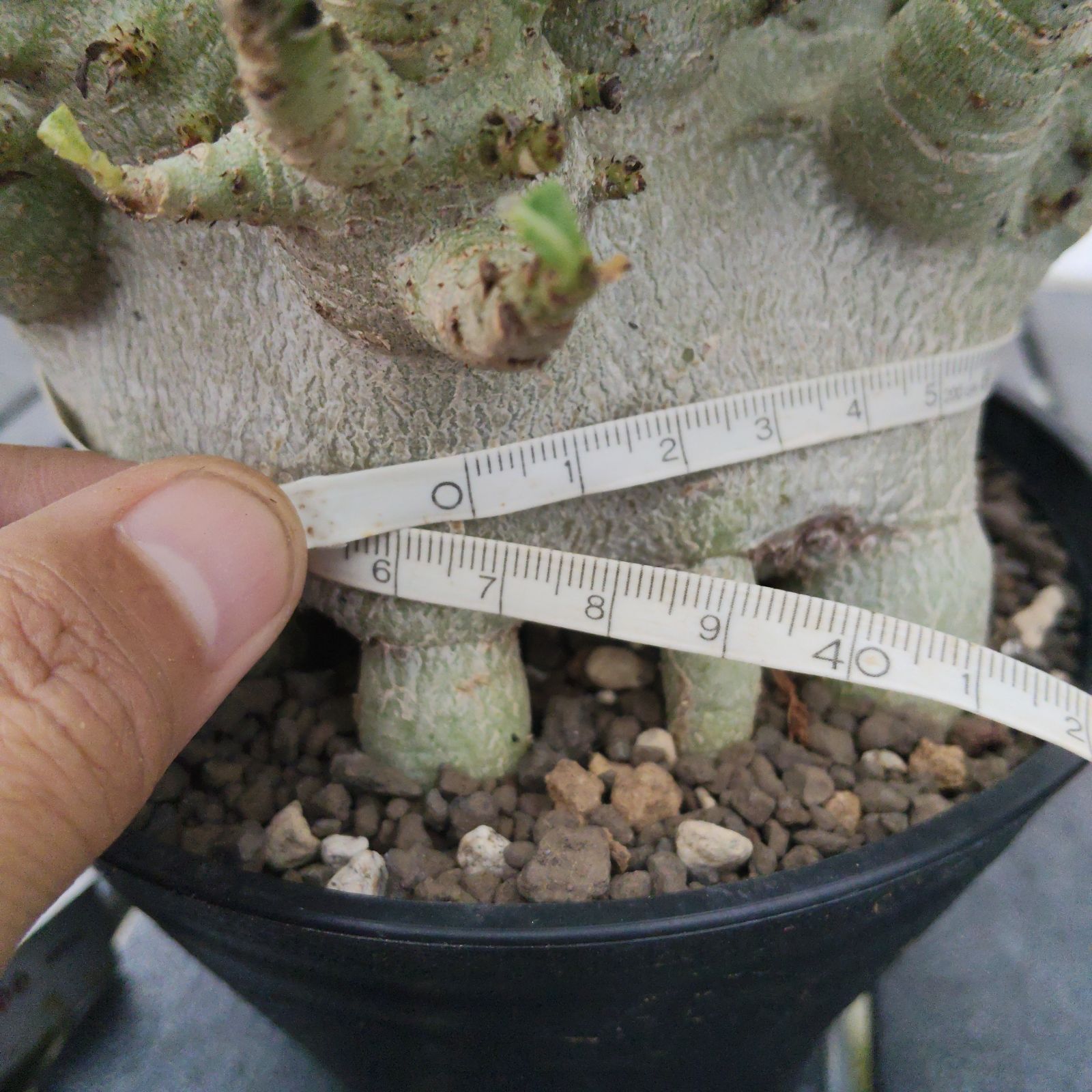 a36 アデニウム ドワーフ g-bnk タコ足 塊根植物 コーデックス