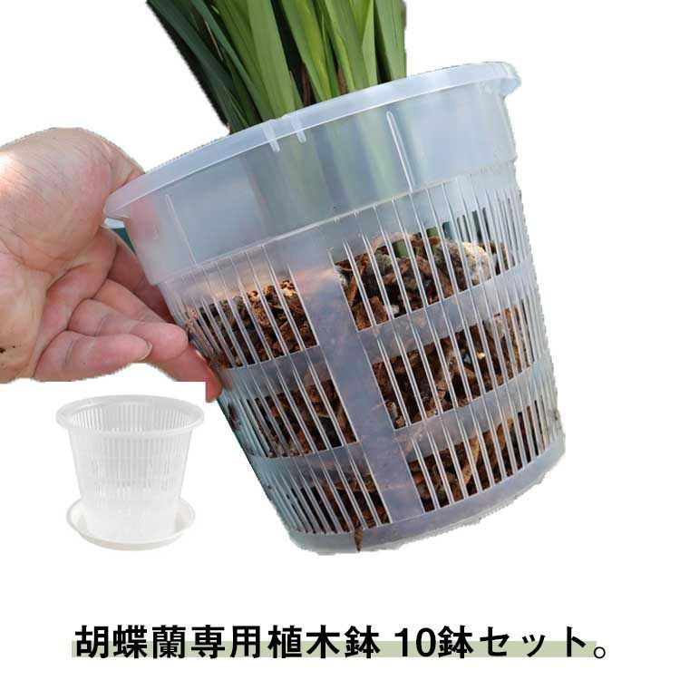 【専用商品】　洋蘭　胡蝶蘭　お試しアソート　6ポット +アジサイ 10鉢セット 胡蝶蘭 植木鉢 育苗ポット 透明 穴付き 屋内 屋外