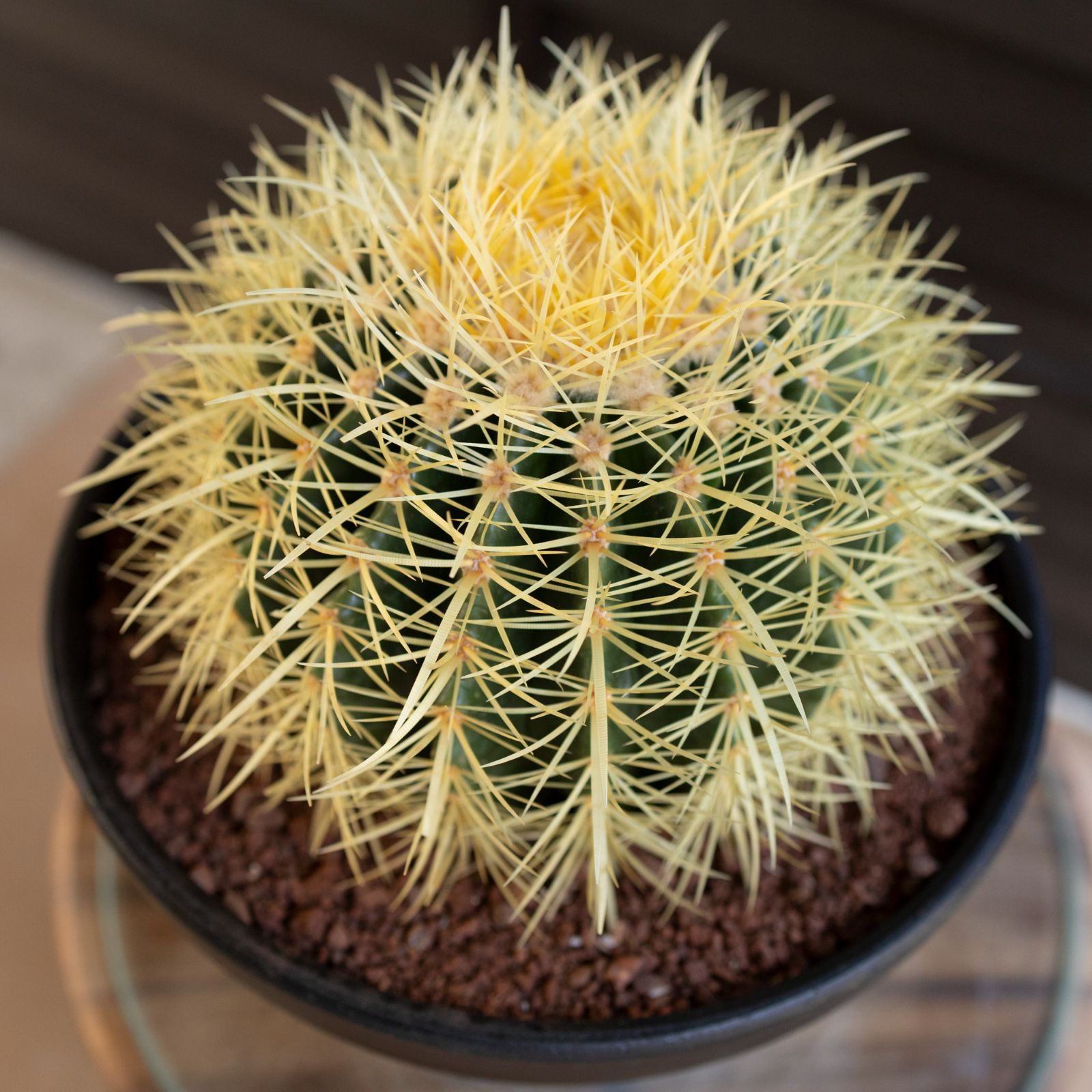 サボテン 金鯱30センチ Junichi Fujiwara サボテン 金鯱 直径約30から