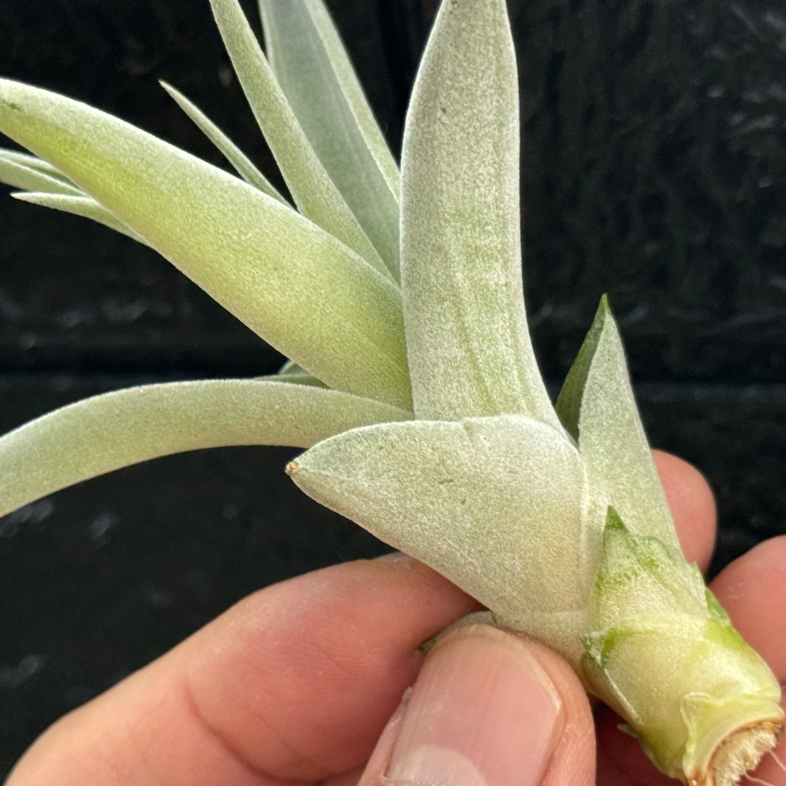チランジア ハリシー × キセログラフィカ Tillandsia harrisii