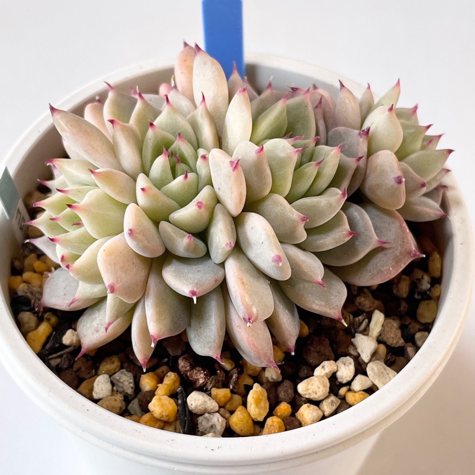 多肉植物 25コロラータ(Mさん苗)