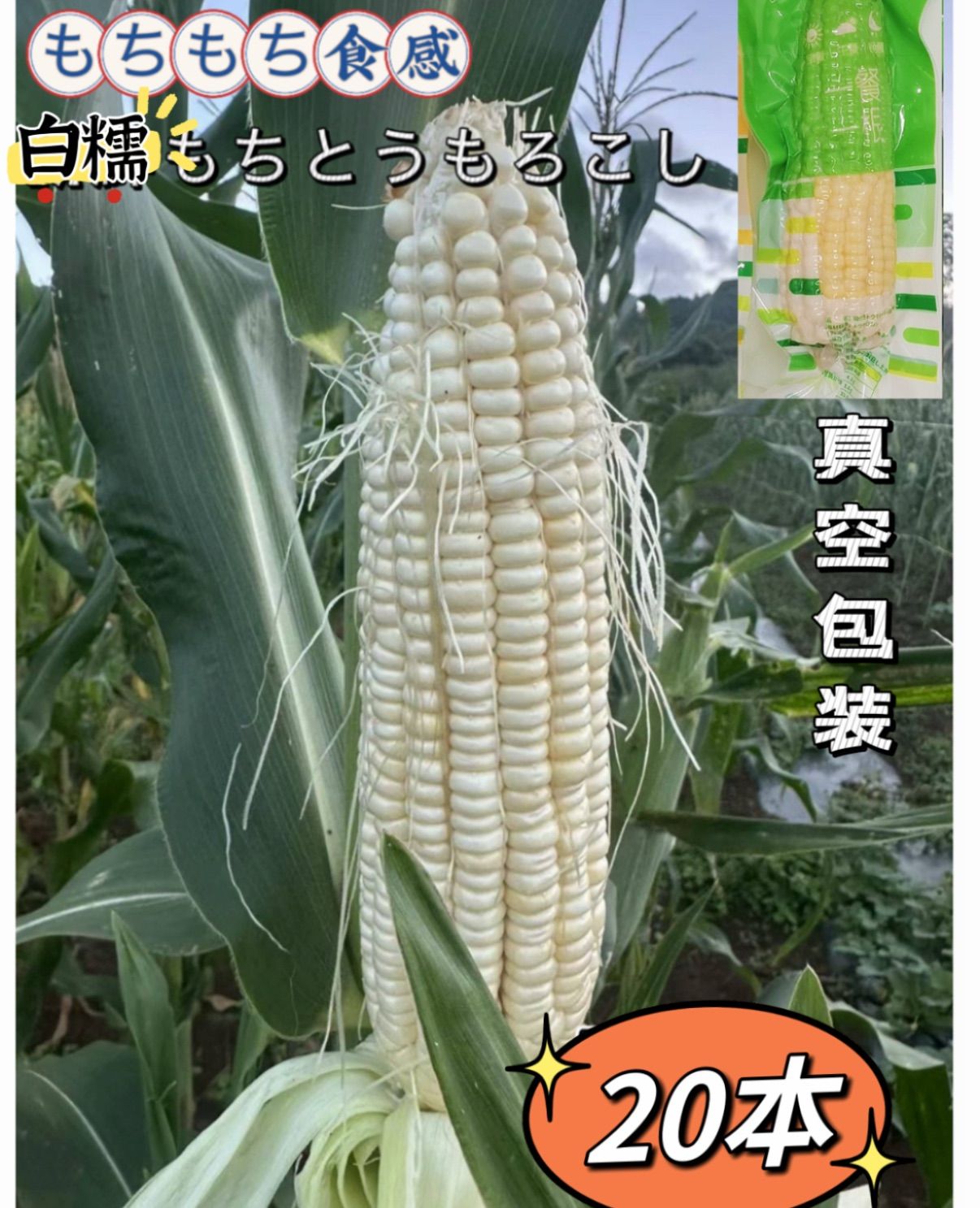 とうもろこし(粘玉米)