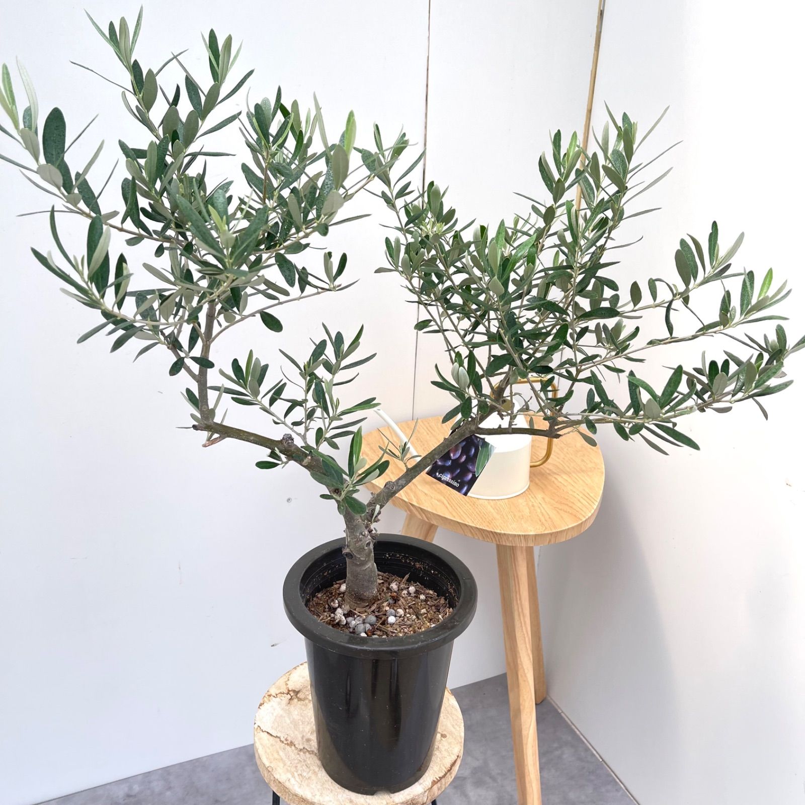 オリーブ　SOUJU シプレッチーノ① 観葉植物 おしゃれ：オリーブの木 *SOUJU（創樹
