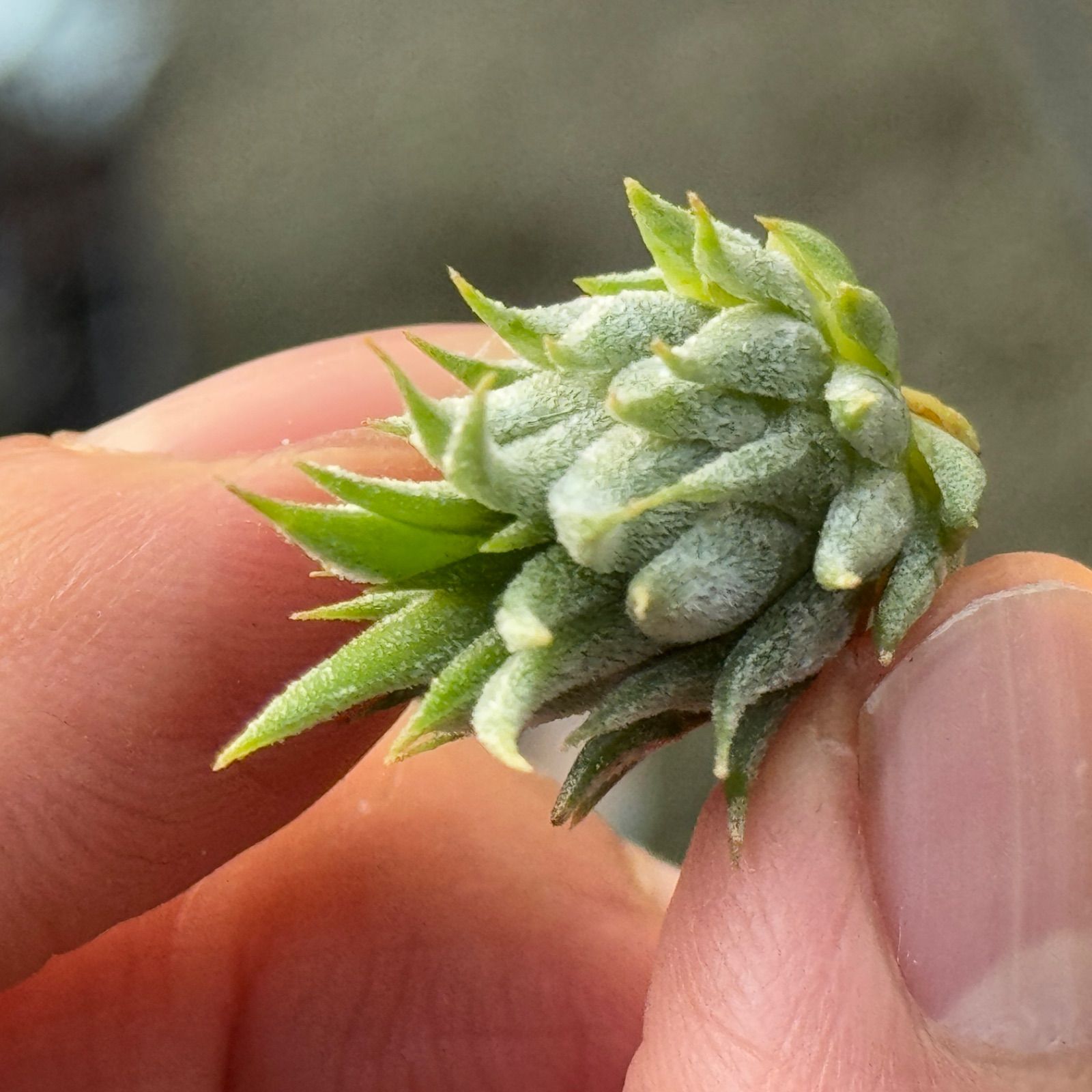 チランジア イオナンタ ピーナッツ Tillandsia ionantha Peanut＊エア