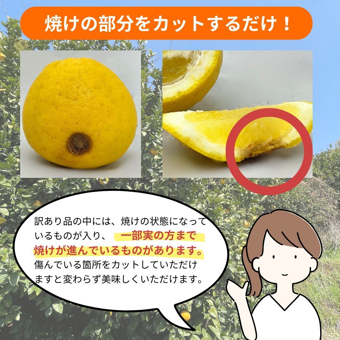 【訳あり】河内晩柑　みしょうゴールド　１０ｋｇ