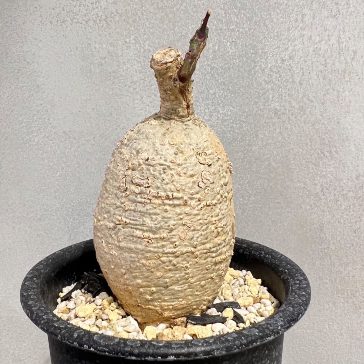 ど*衛様 アデニア ペリエリ メタモルファ isla del pescado - Adenia perrieri-アデニア・ペリエリ