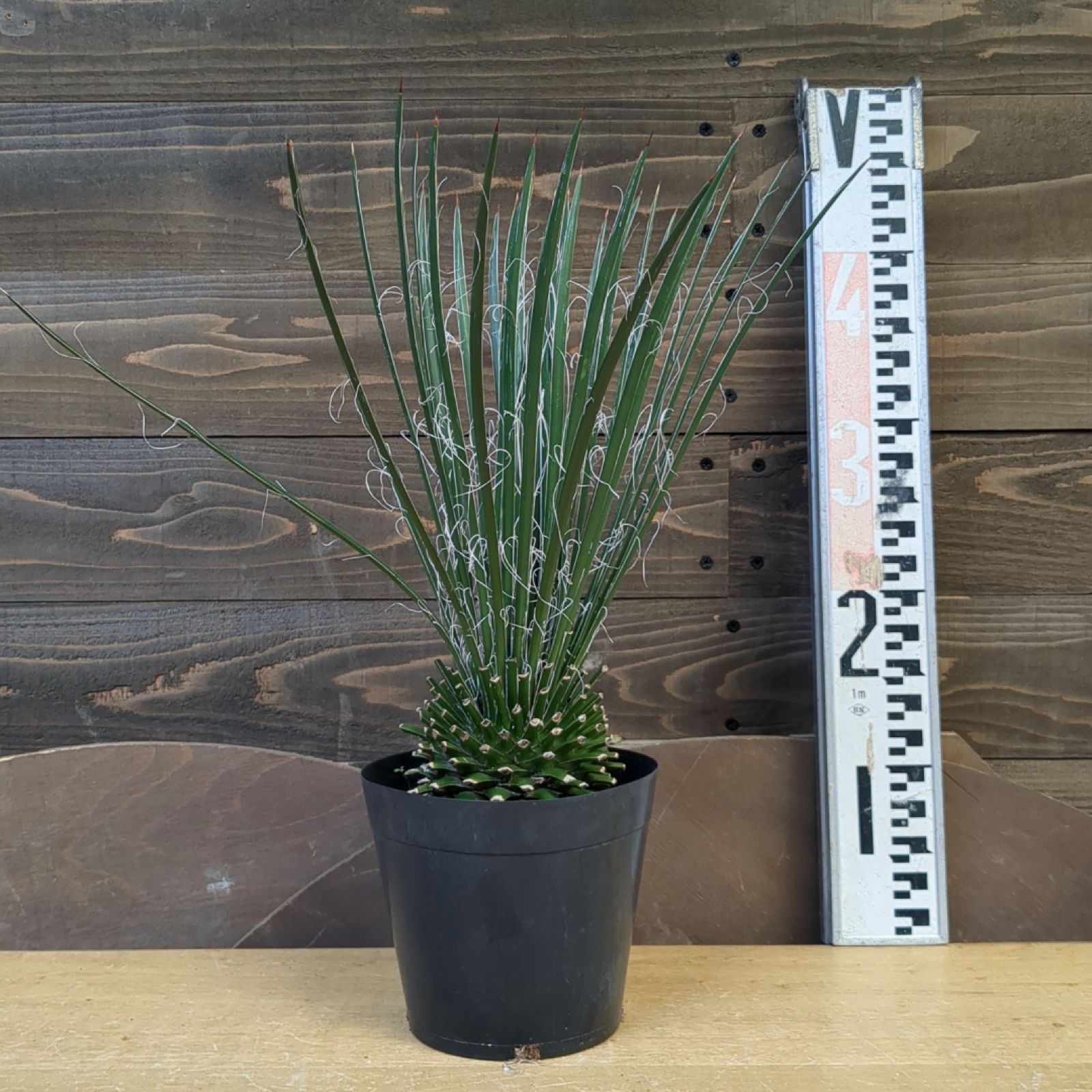 【注目!!】アガベ ジェミニフローラ【年中外管理強い】【根鉢現状出品】 【大株】 Agave geminiflora】 アガベ・ジェミニフローラ 10号鉢サイズ