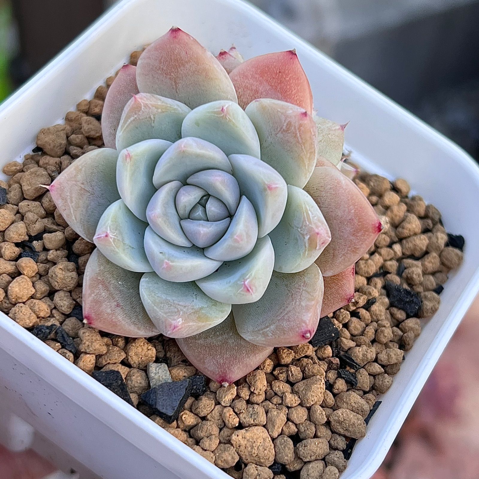 多肉植物　トーレス　韓国苗 多肉植物 トーレス 韓国苗