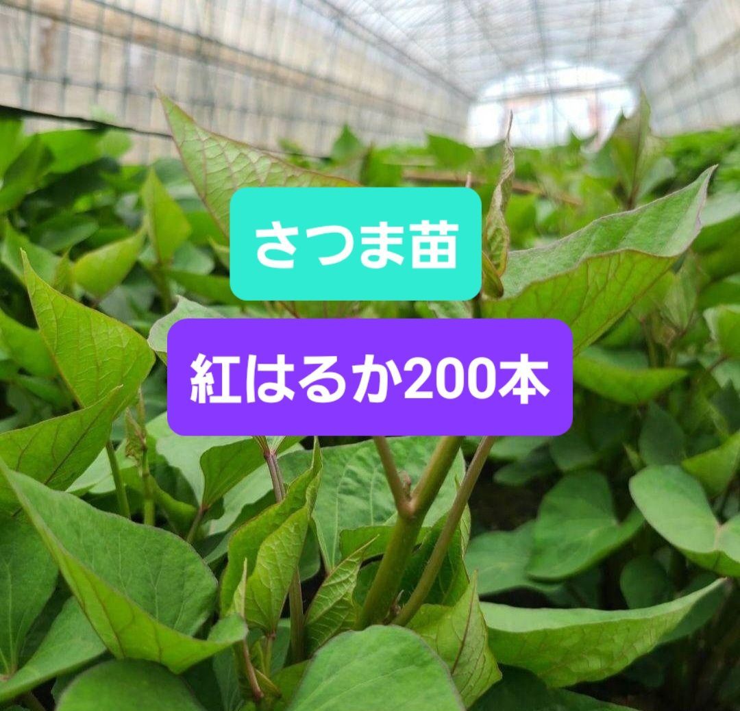 さつまいも苗 紅はるか 200本