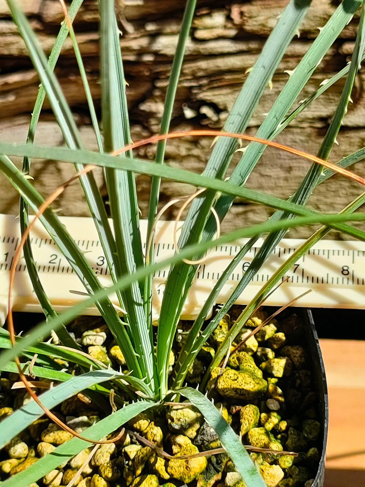 ダシリリオン セット ウィーレリ＆ロンギシマム - メルカリ