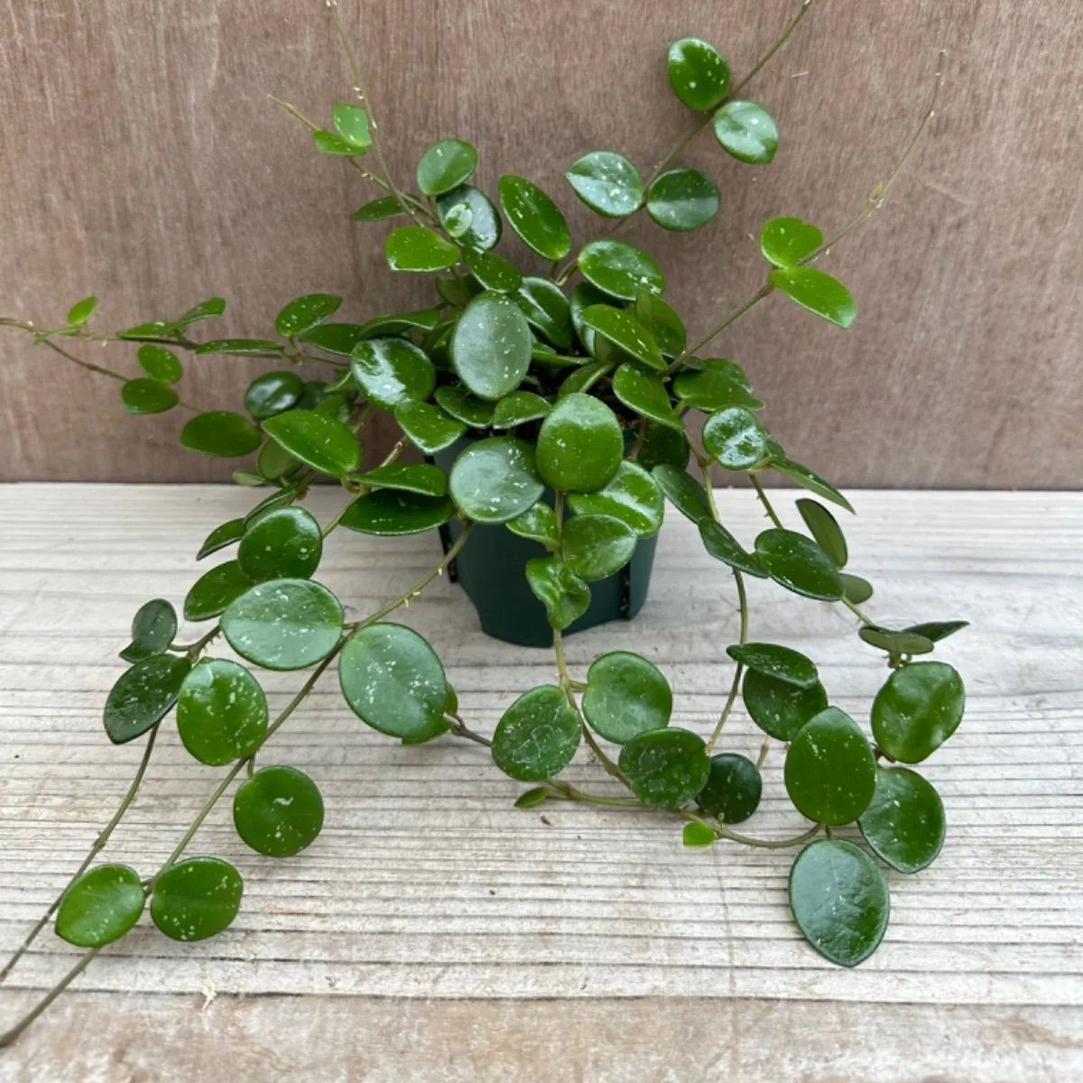 7 ホヤ マチルダ 中斑入り 桜蘭 レア品種 サクララン・ホヤ(観葉植物