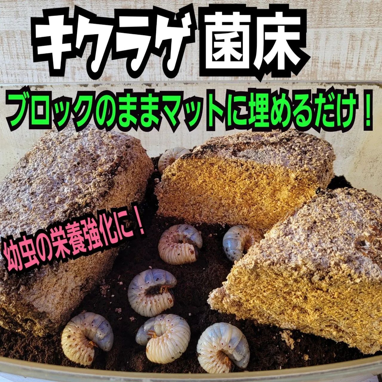 カブトムシ幼虫の栄養強化に抜群！キクラゲ菌床【６ブロック】マットに埋めるだけ！