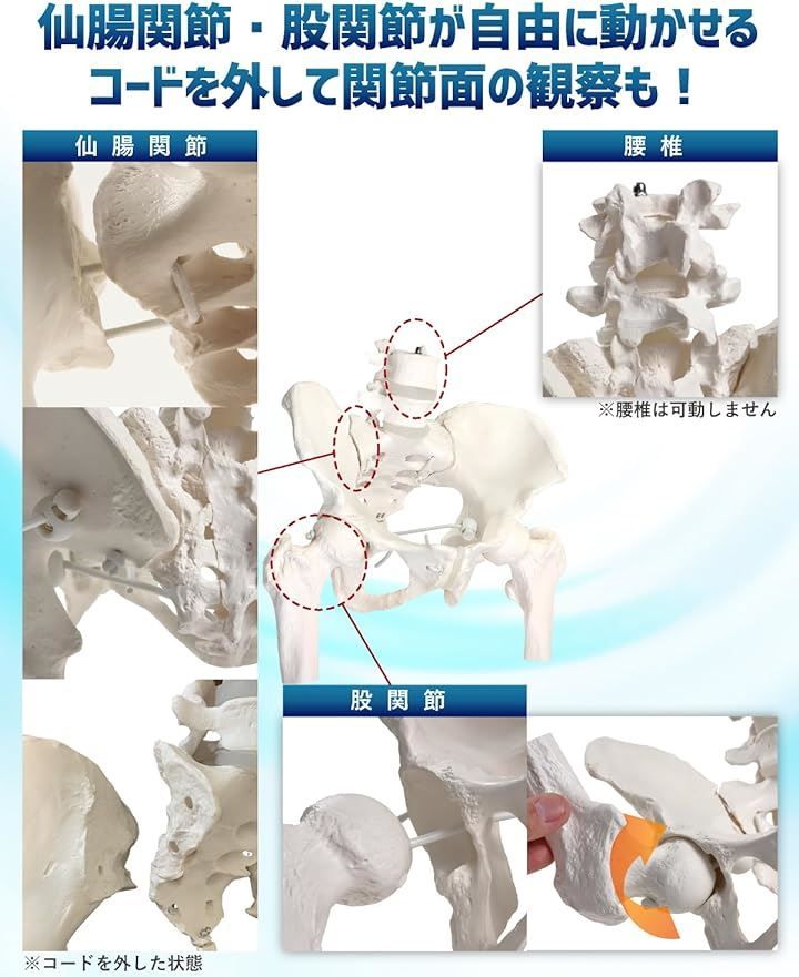 骨格標本 伸縮コード