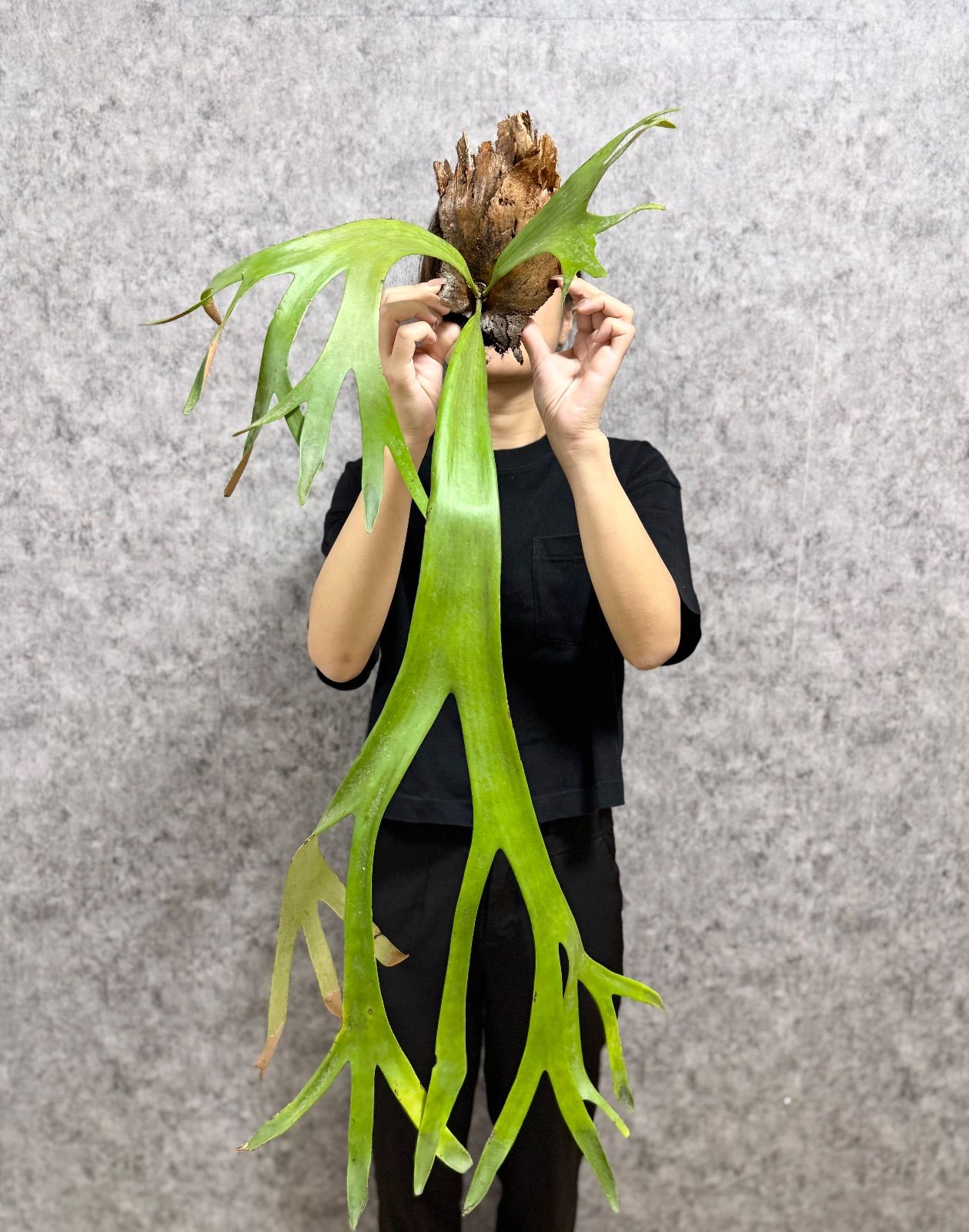 輸入直後!! ▽P.willinckii Wild East Java▽ 56 ウィリンキー