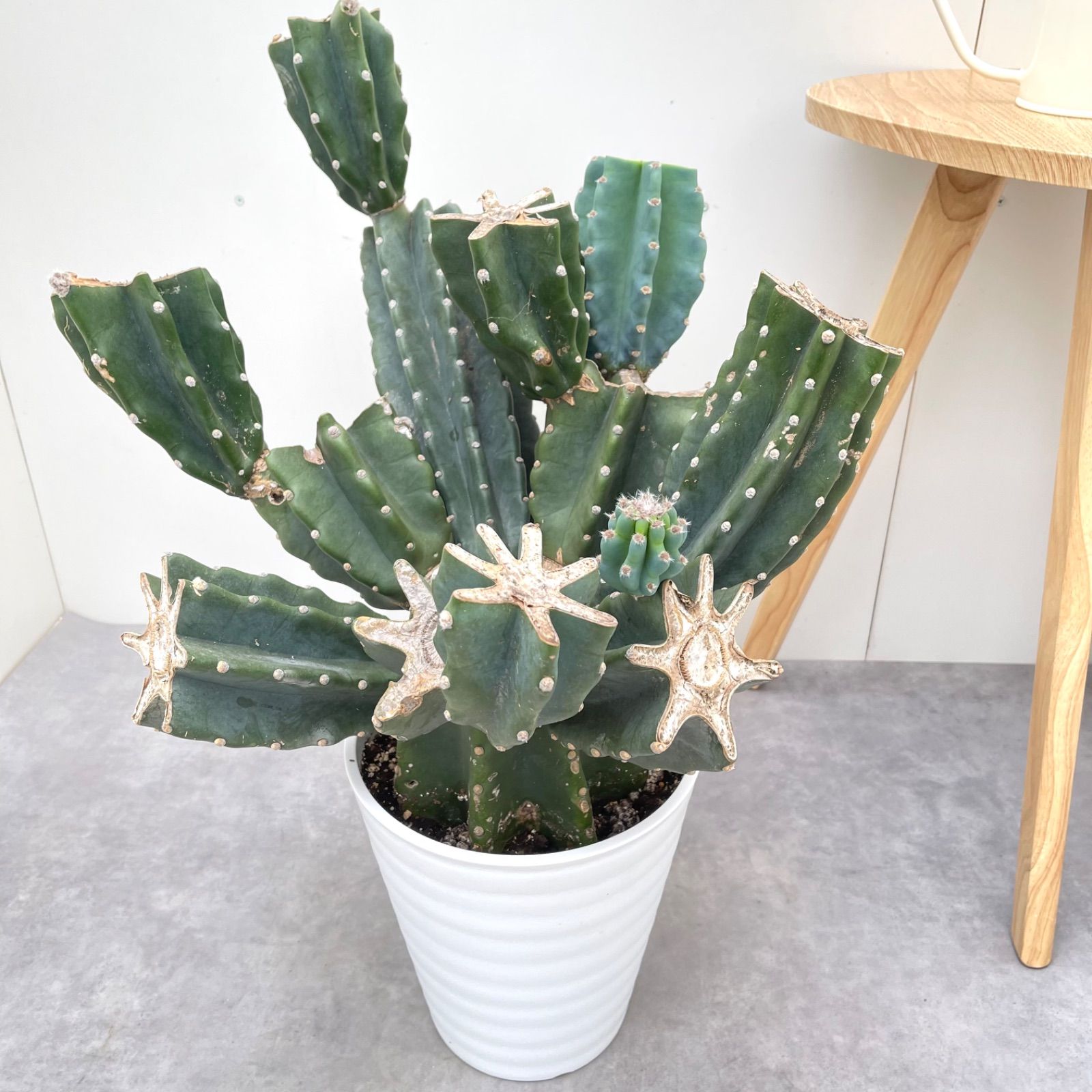 15番　リトープス　ステインケアナ　翠蛾　C388 双頭　種子付き 15番 リトープス ステインケアナ 翠蛾 C388 双頭 種子付き リトープス