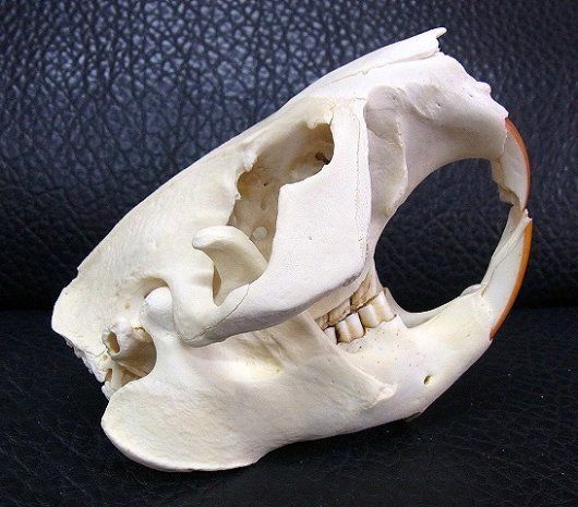 高品質！ビーバーの頭骨（Lサイズ） 高品質！ビーバーの頭骨（Lサイズ） - メルカリ