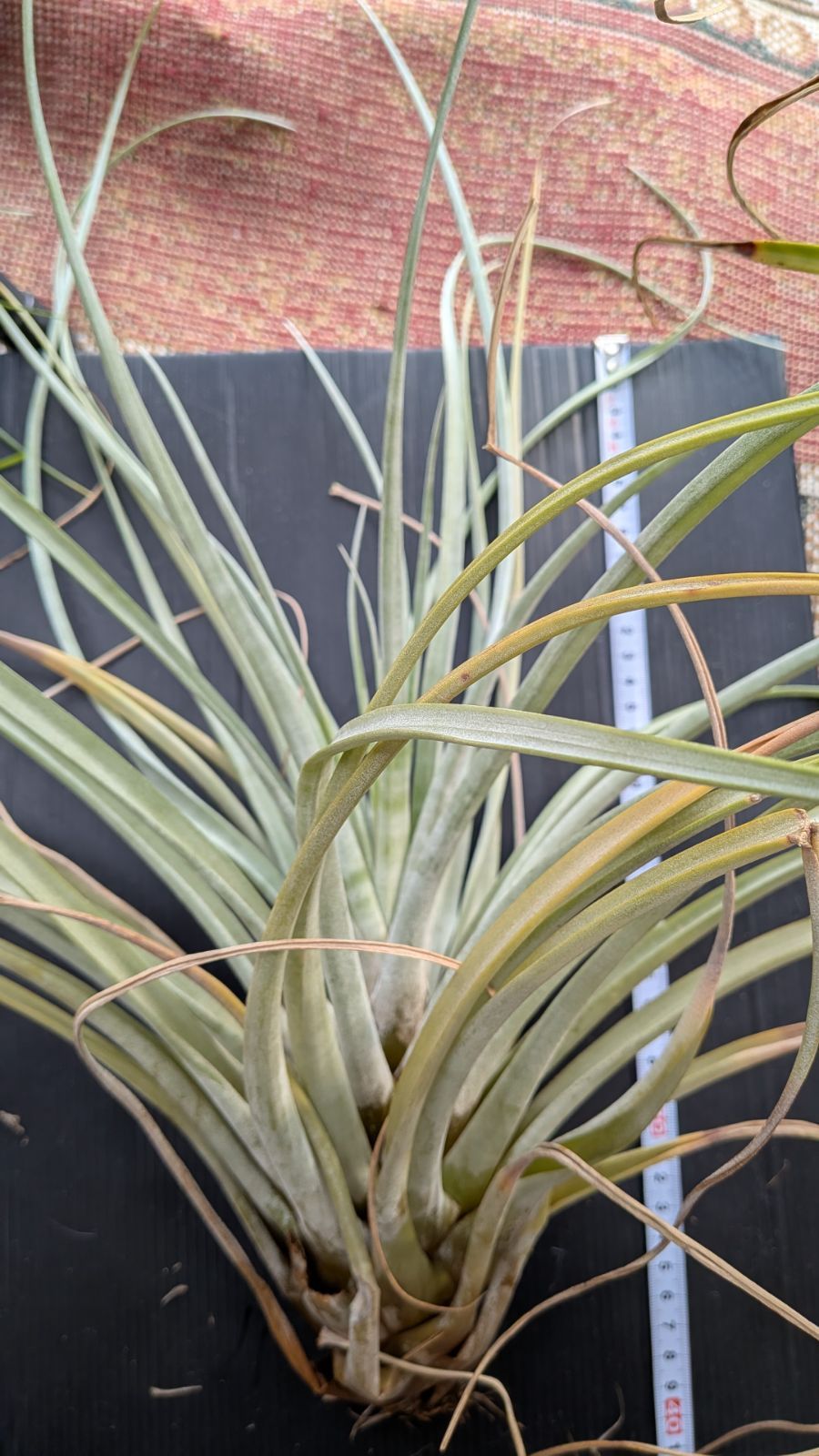 チランジア ファシクラータ v.デンシスピカ(DR) x サブテレス - メルカリ