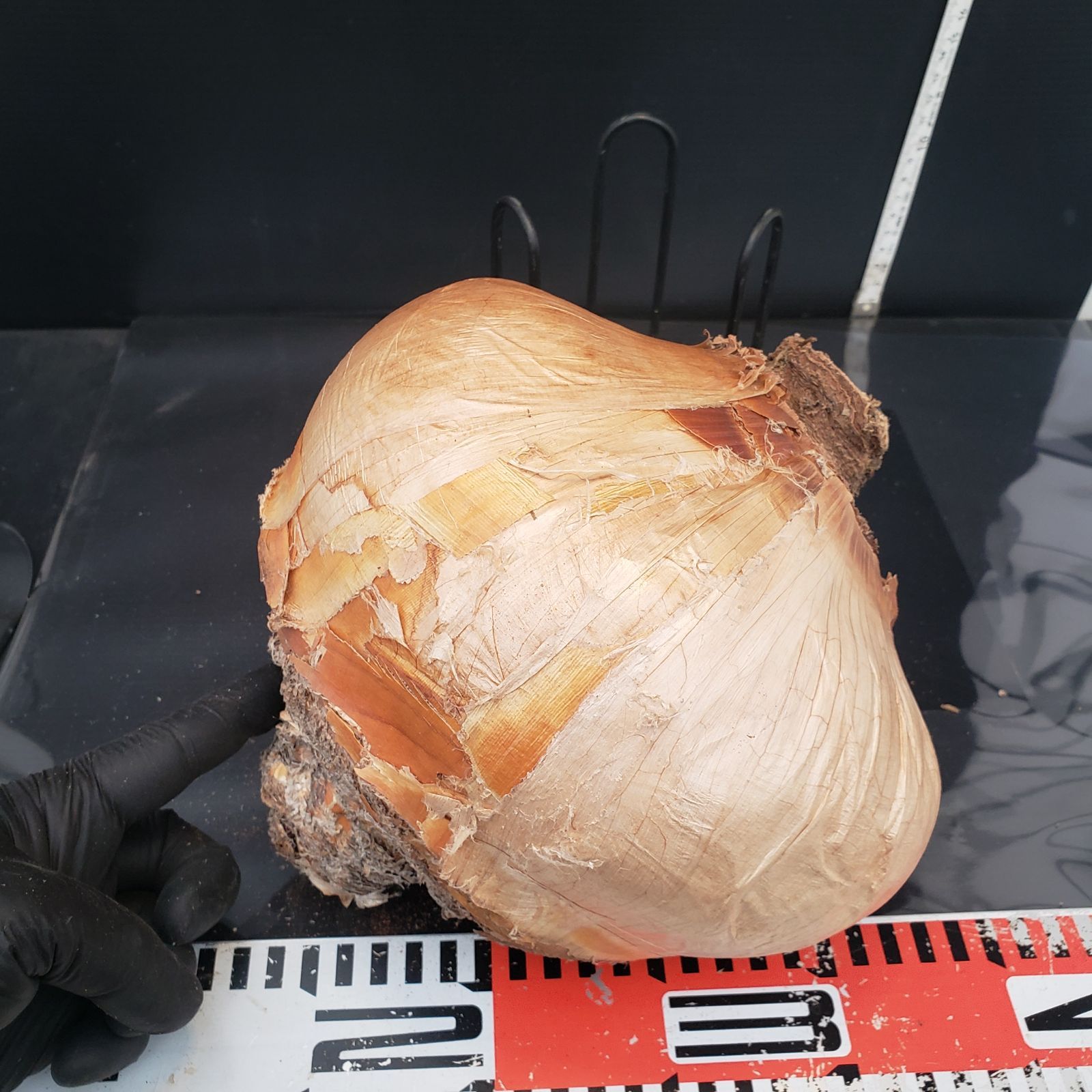 ハエマンソイデス