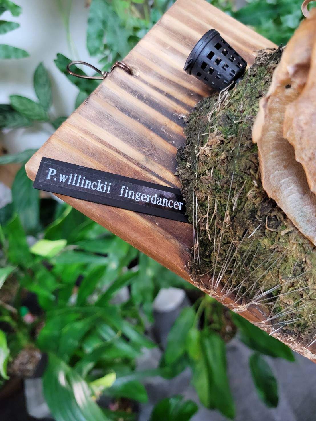 フィンガーダンサー