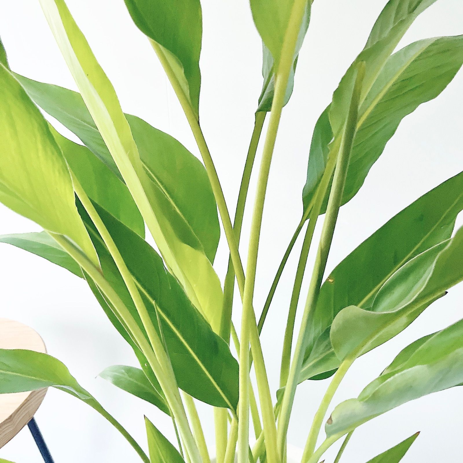 タビビトノキ 5株植え＊美葉