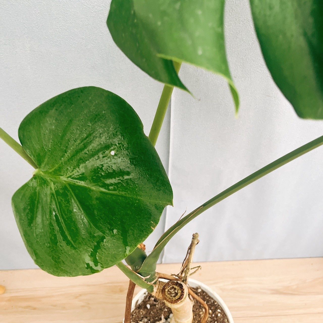 モンステラ デリシオーサ　幹上がり　八丈島産 現品］79番 八丈島産 モンステラ デリシオーサ 幹上がり 7号