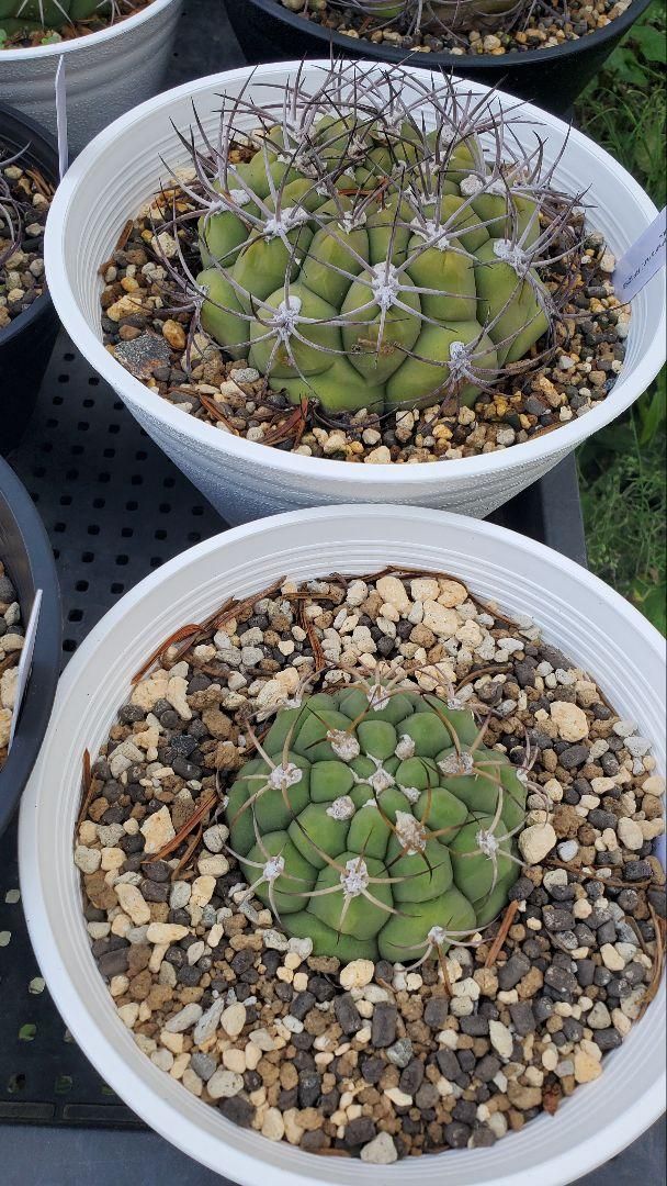 ゼガラエ FNつき