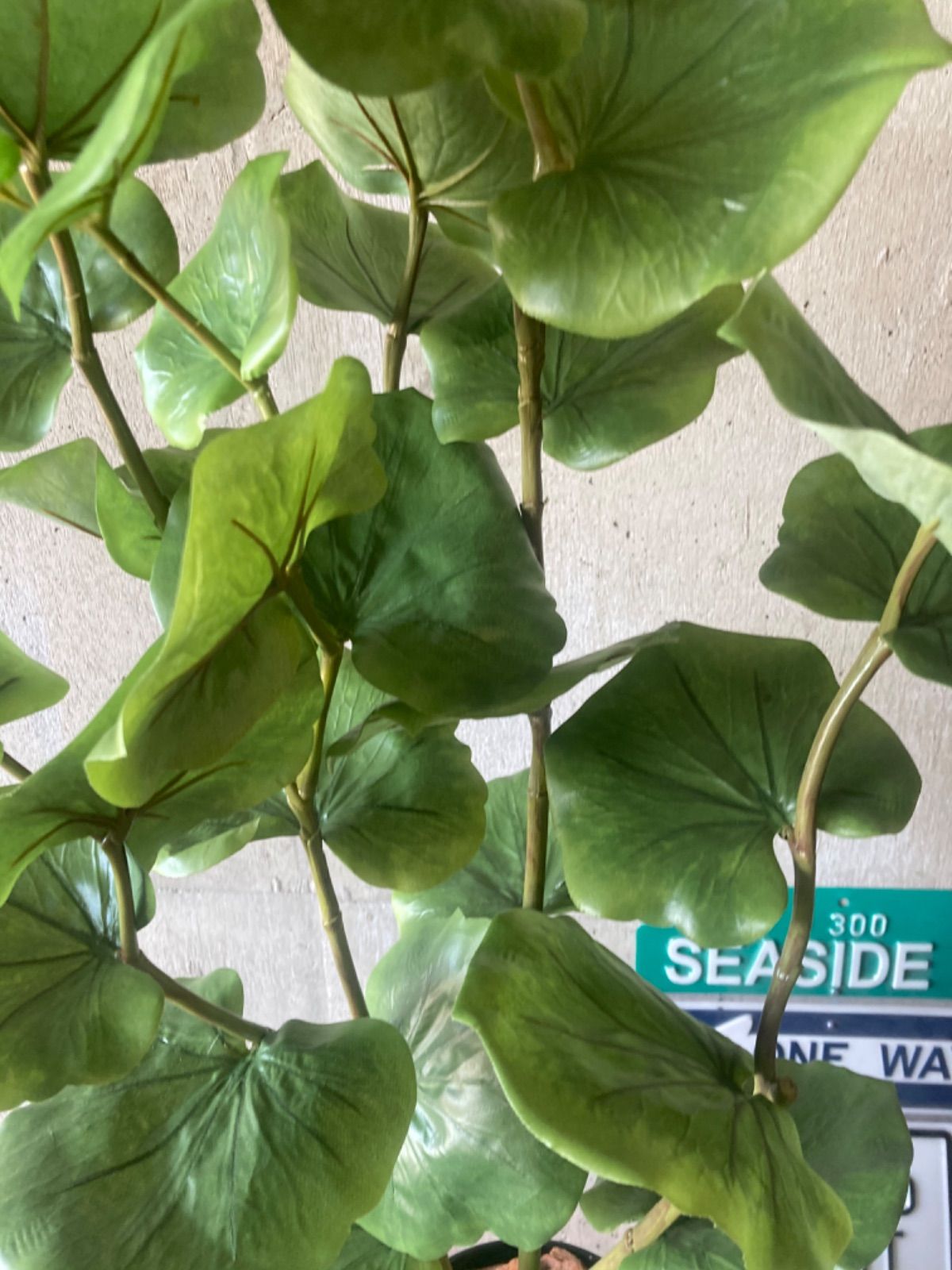 アレンジ シーグレープ120ajg