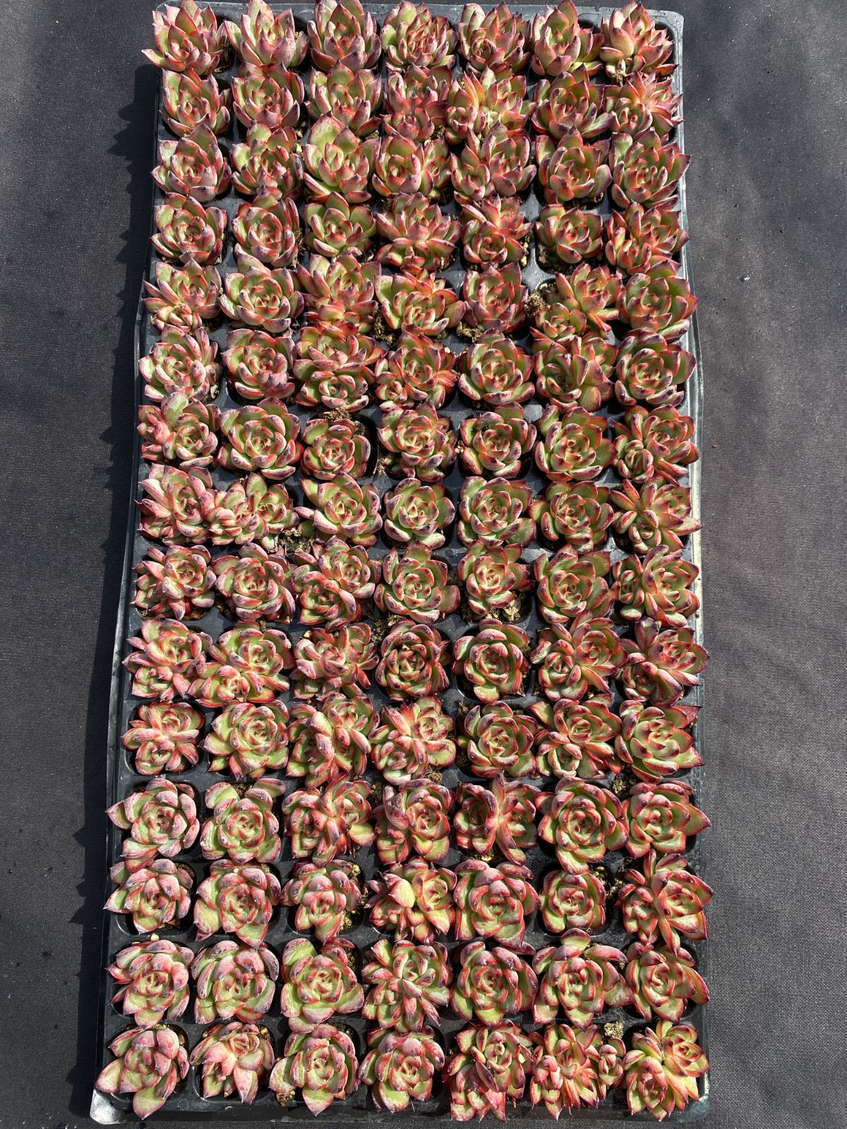 A様 専用 15点 - メルカリ