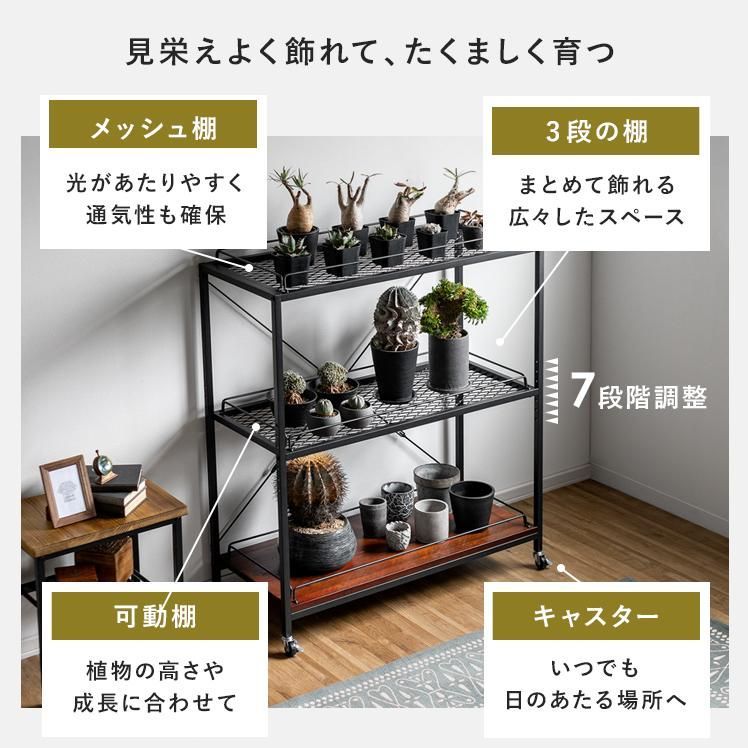 観葉植物
