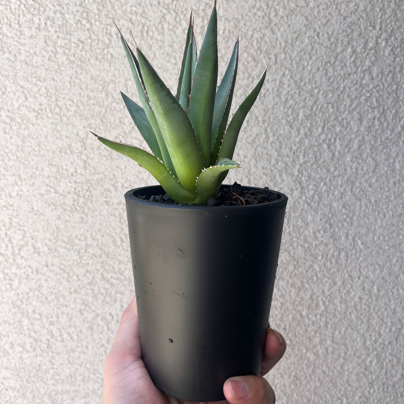 アガベ・ホリダ 実生株3年目｜Agave horrida Seedling21 - メルカリ