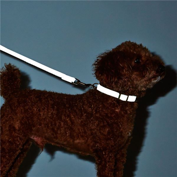 （まとめ）フラッシュソフトカラー SS ブルー【&times;3セット】 (犬用品/首輪)